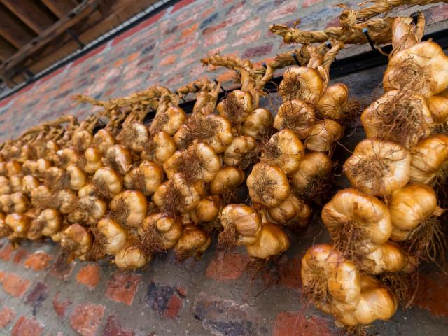 smoked garlic braid - gatronomie - Arleux - Douaisis - Northem France (c)ADLanglet