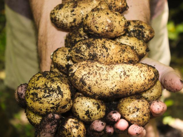 Potatoes - gastronomy - Northern - France (c)Douaisis Tourisme