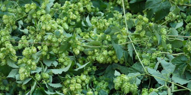 Houblon Bière Douaisis France