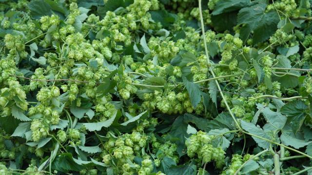 Houblon Bière Douaisis France