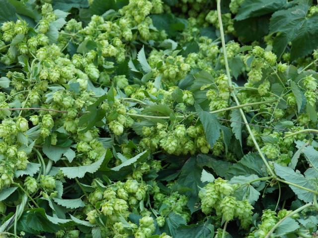 Houblon Bière Douaisis France