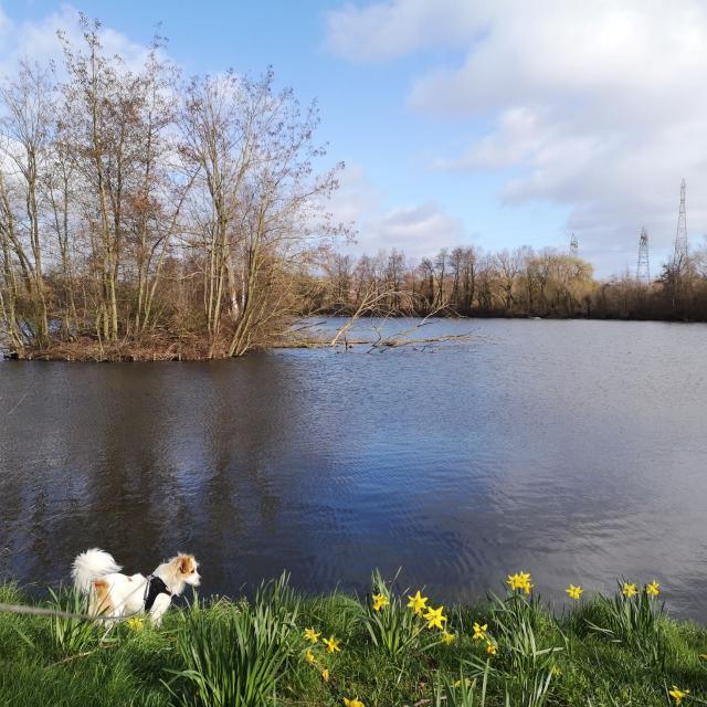 Boucle du Vivier, Randonnée, Douai, Douaisis, Nature, chien