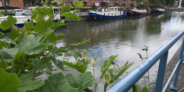 Scarpe Quai De La Barque Douai Douaisis Nord France