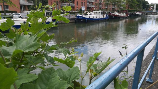 Scarpe Quai De La Barque Douai Douaisis Nord France