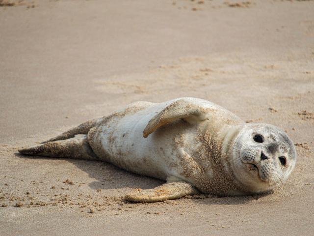 Phoque - Berck-sur-Mer - (c)Pixabay