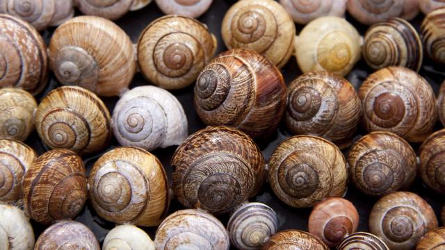 Snails Heliciculturist Gastronomy Râches Douaisis Northern France (c)Douaisis Tourisme